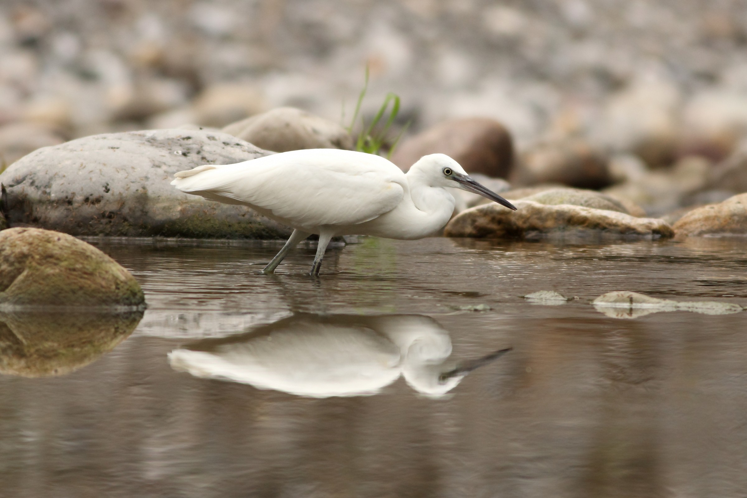 Egret in the mirror