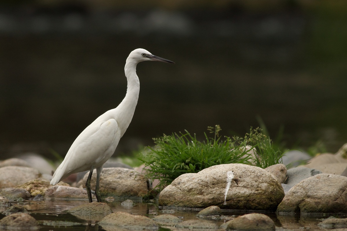 Egret in alarm