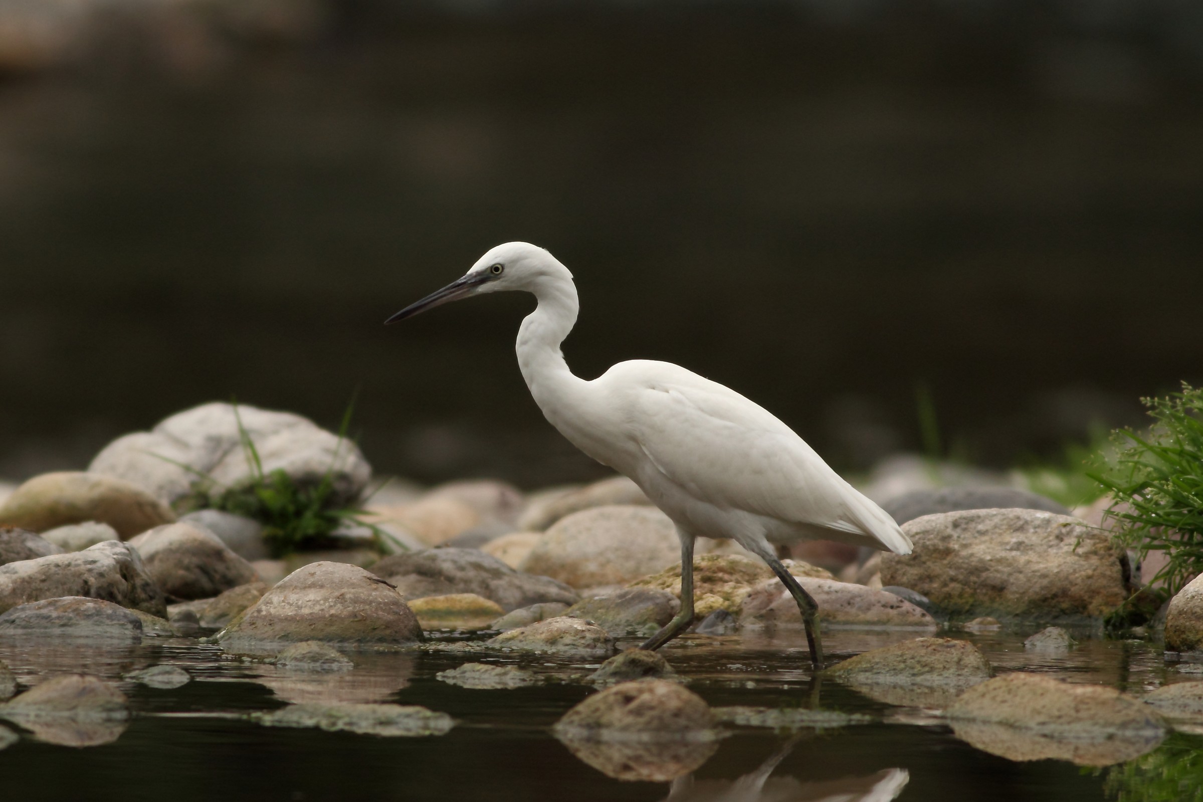 Egret