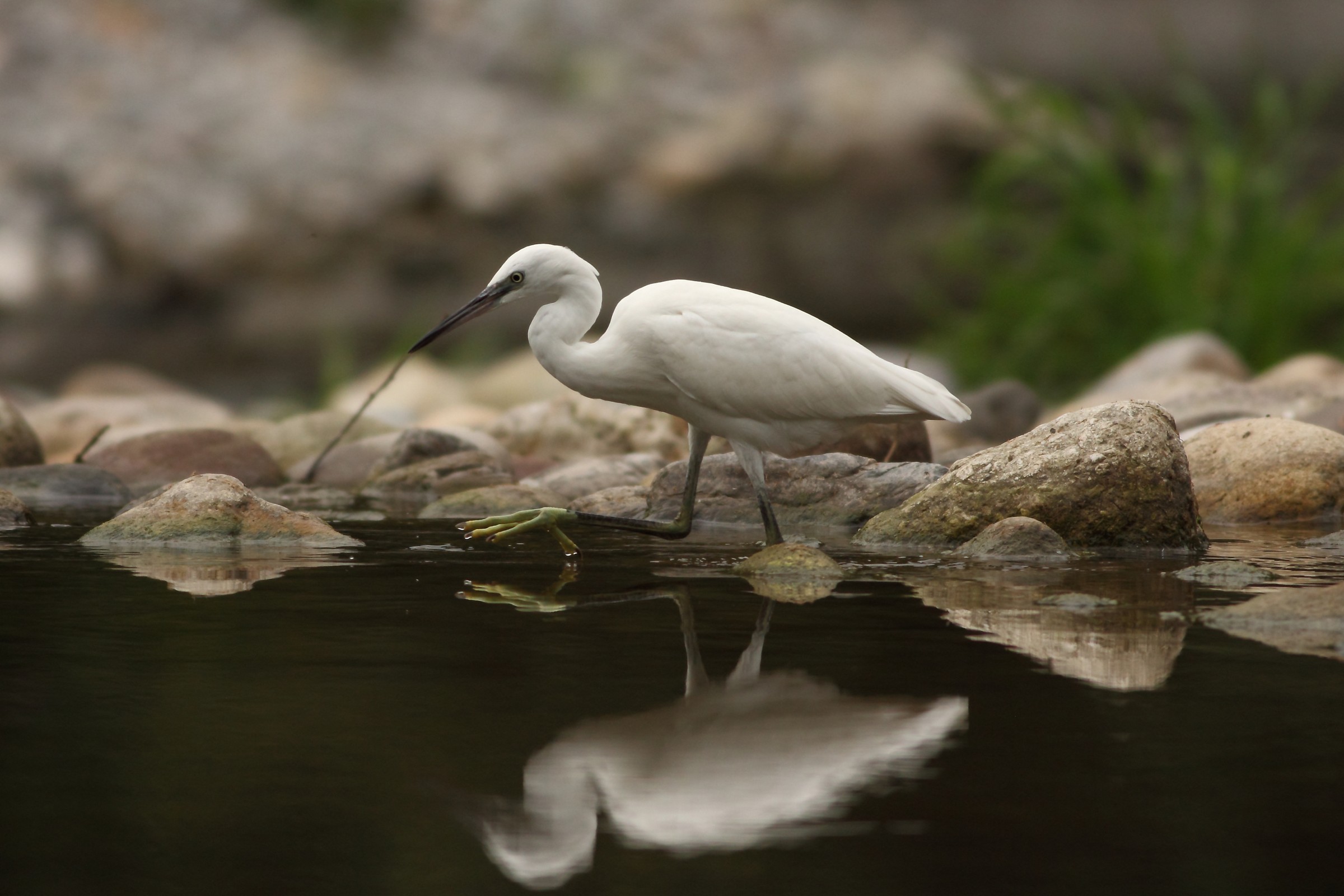 Egret on the hunt