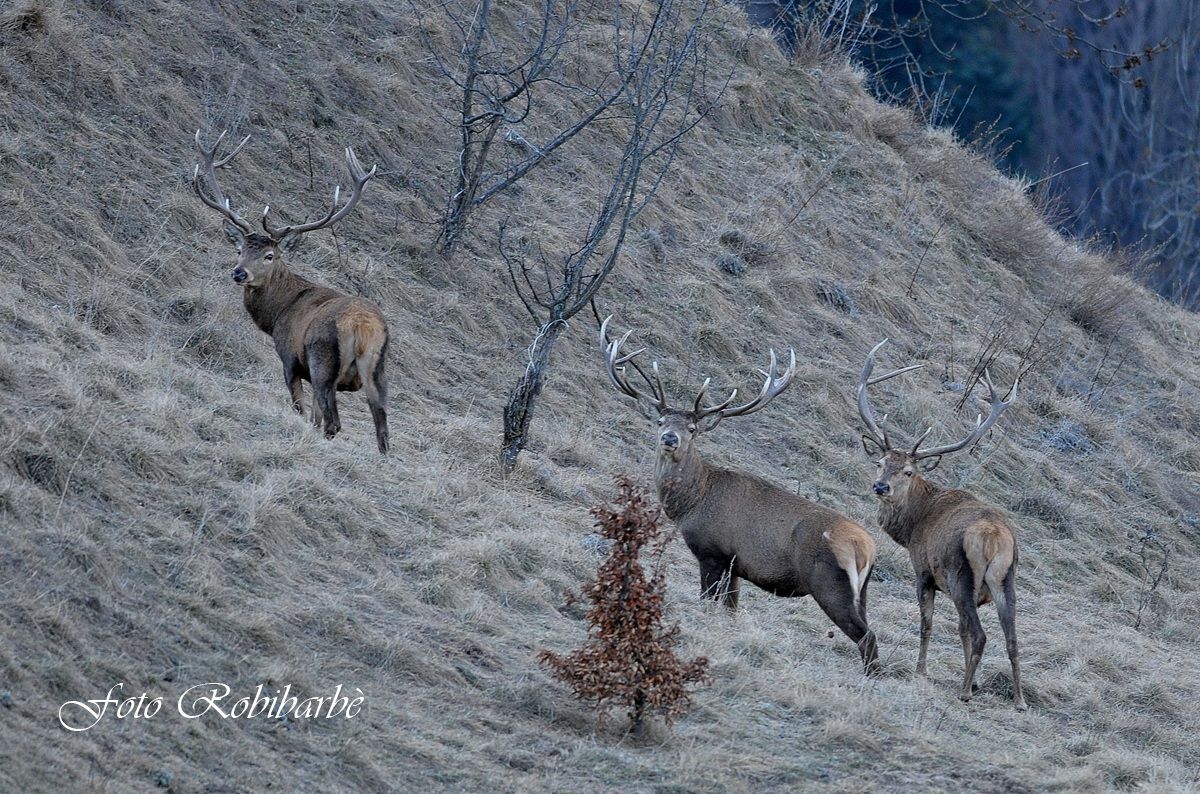 I tre coronati .......