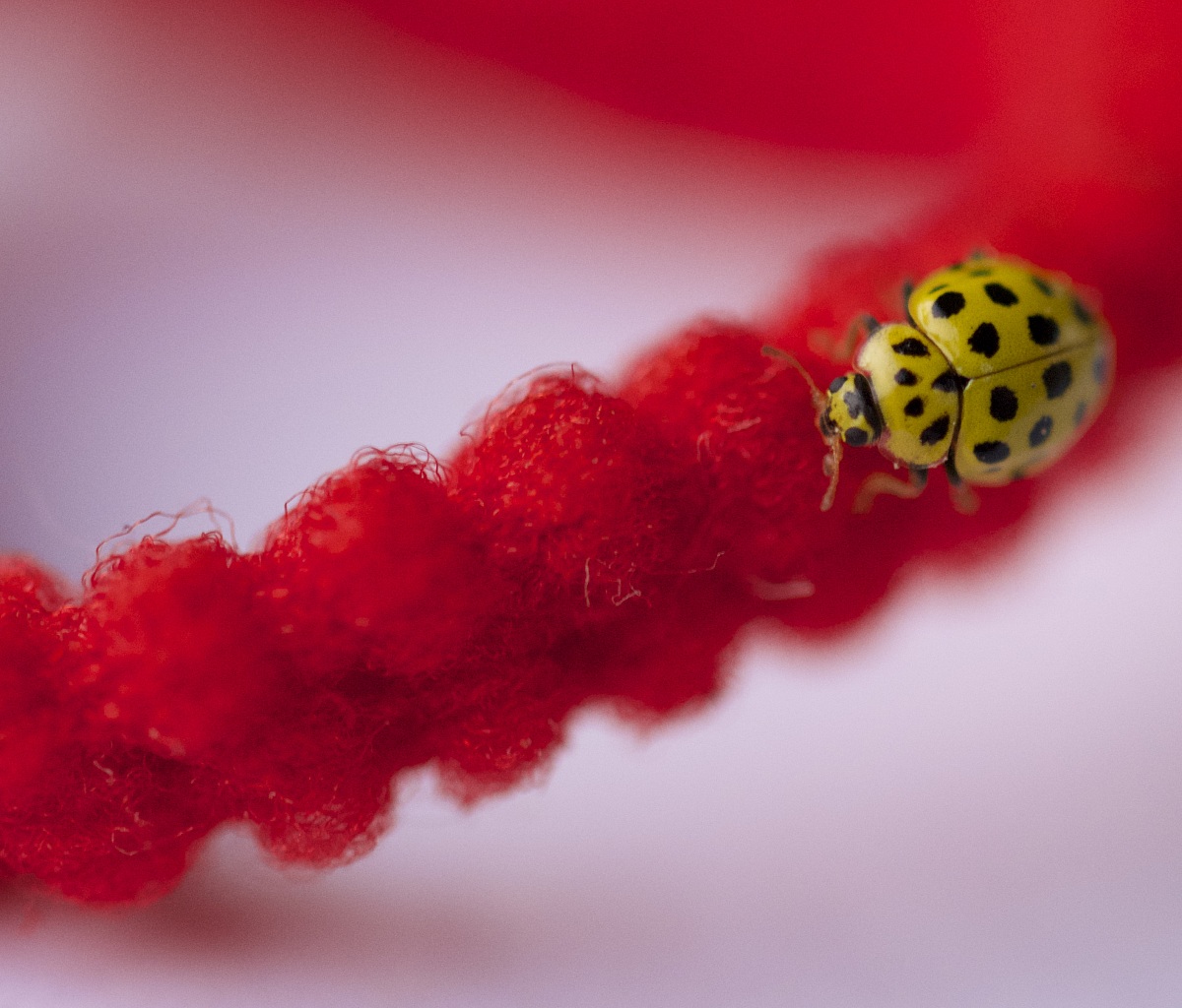 small yellow ladybug