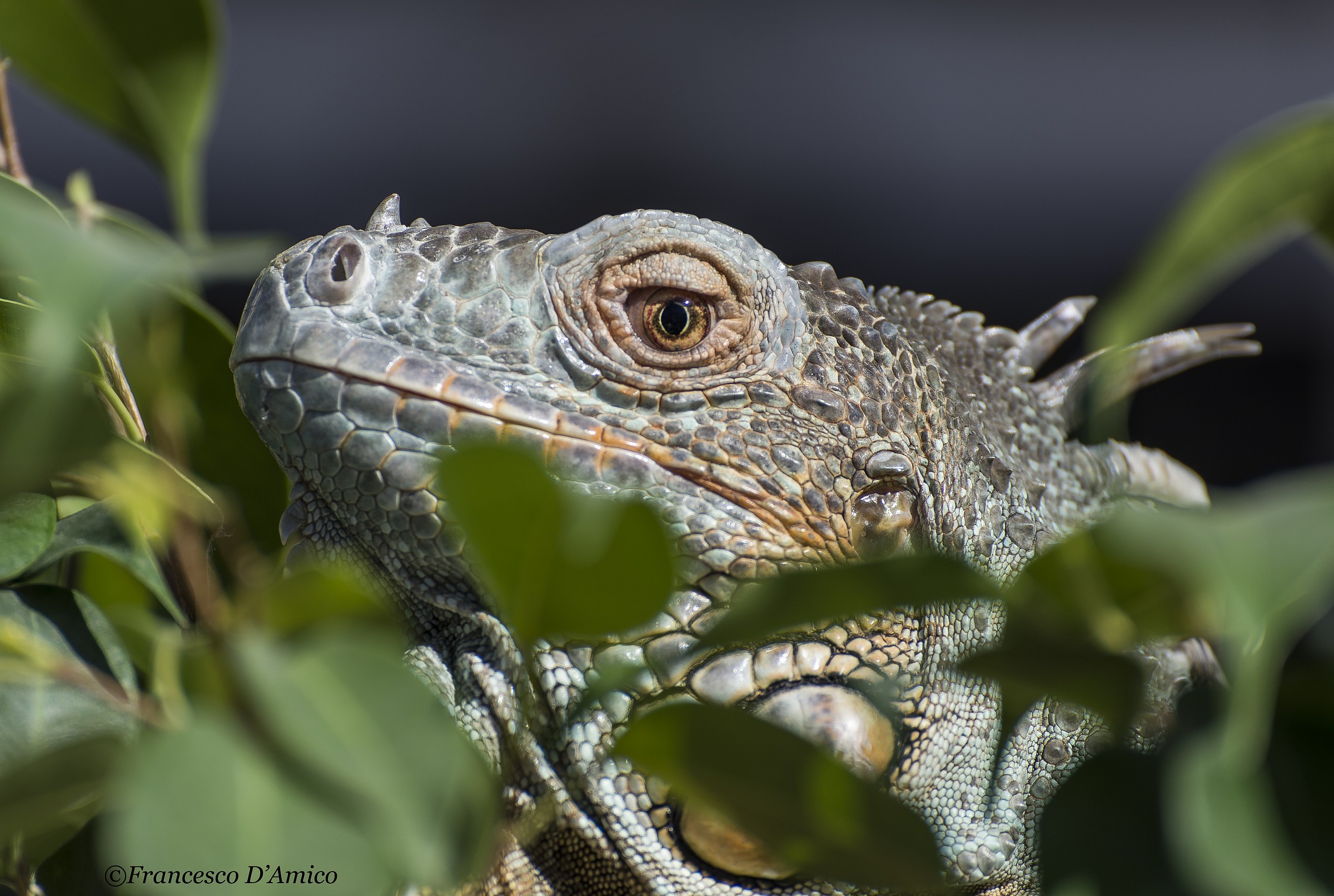 Iguana2