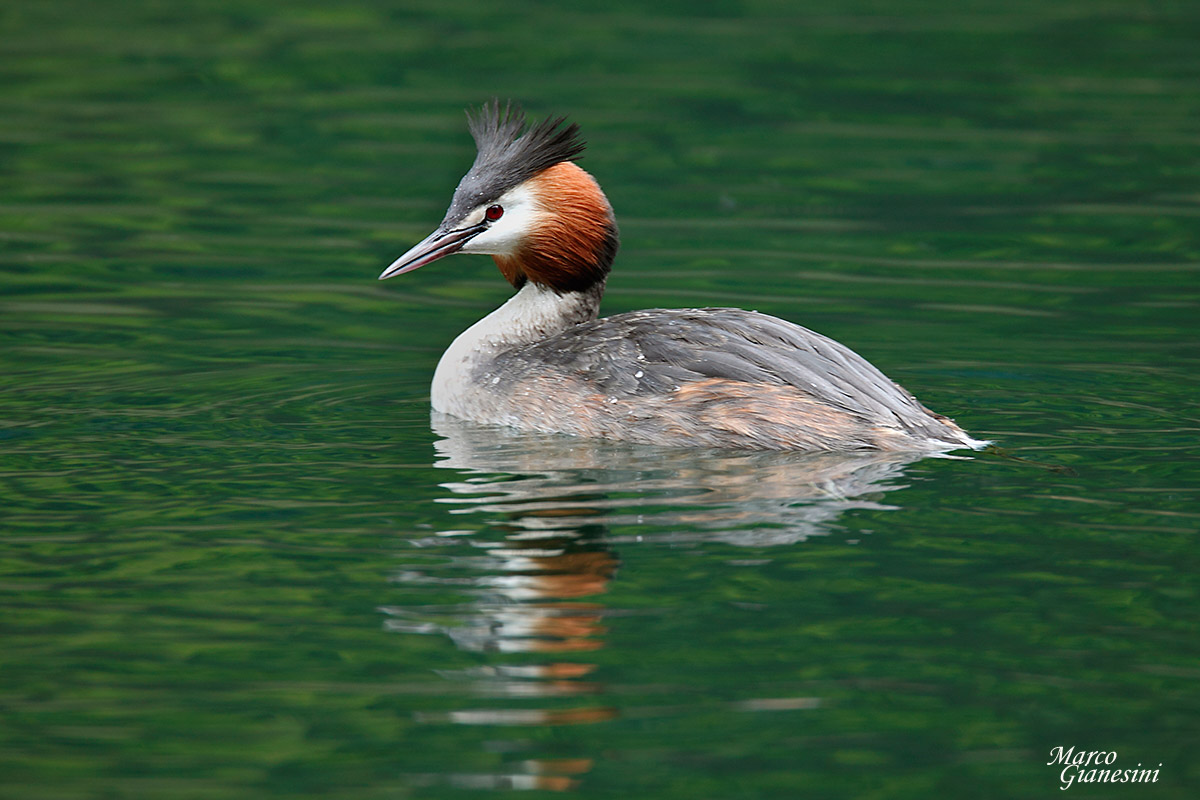 Great Crested Grebe