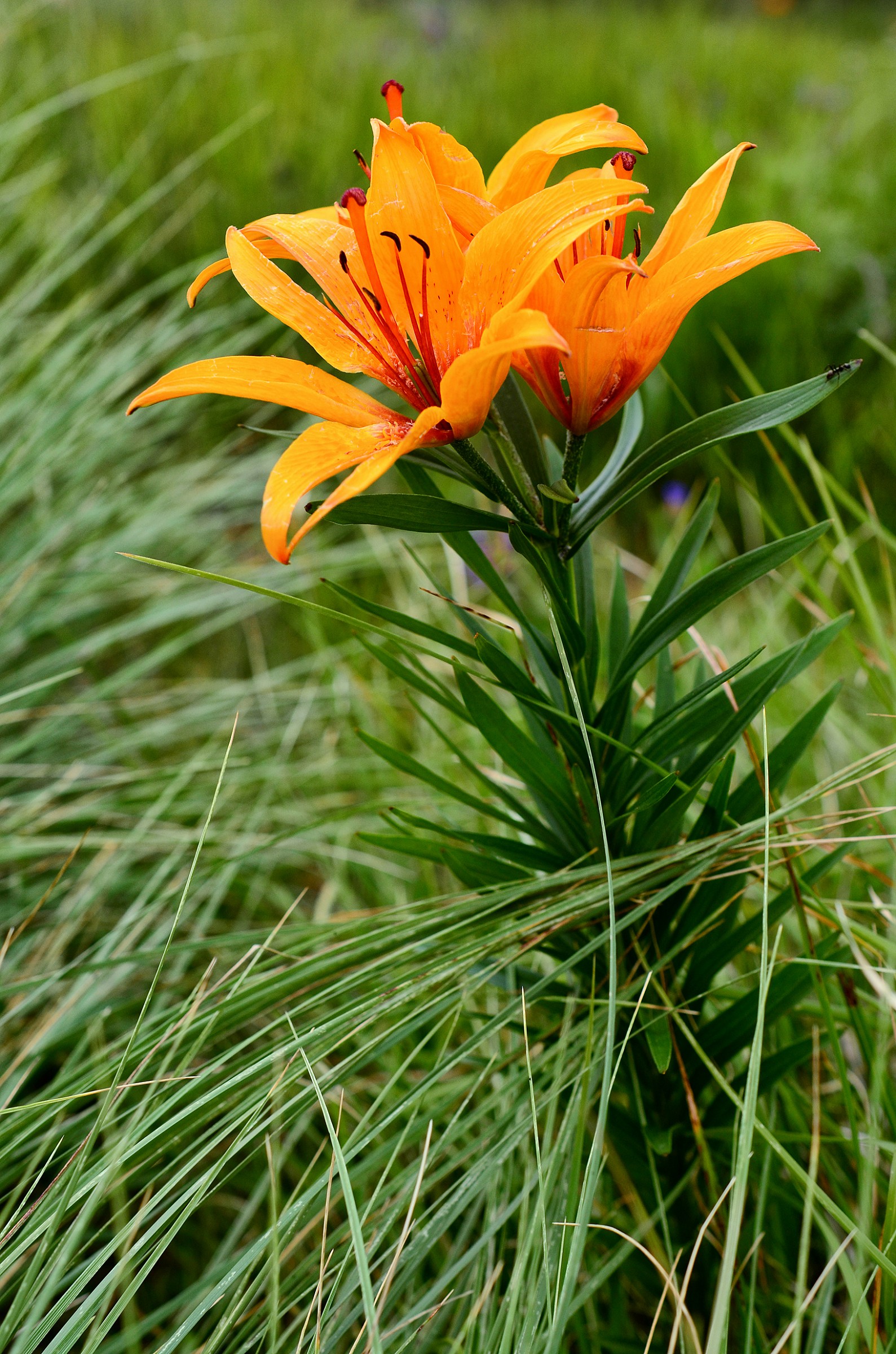 Lily of St. John - St john lily