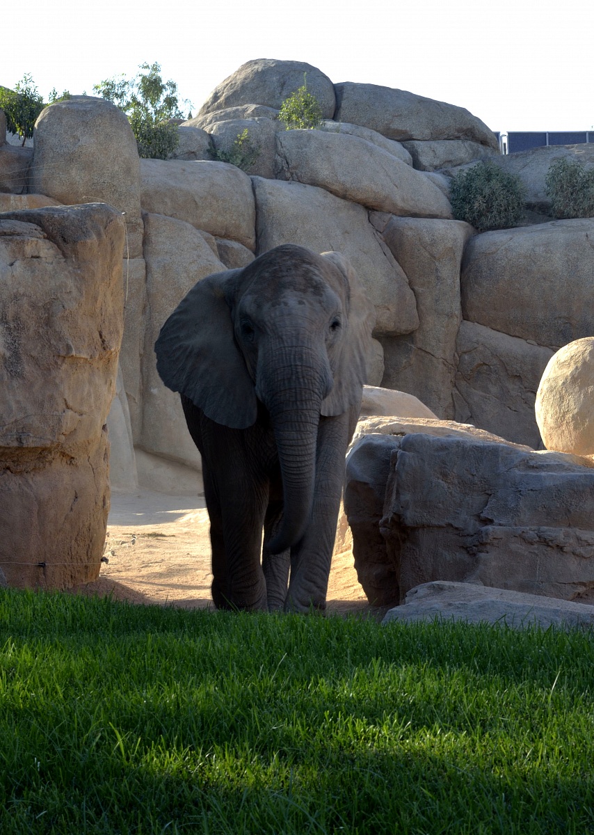 Arrivo di un Elefante