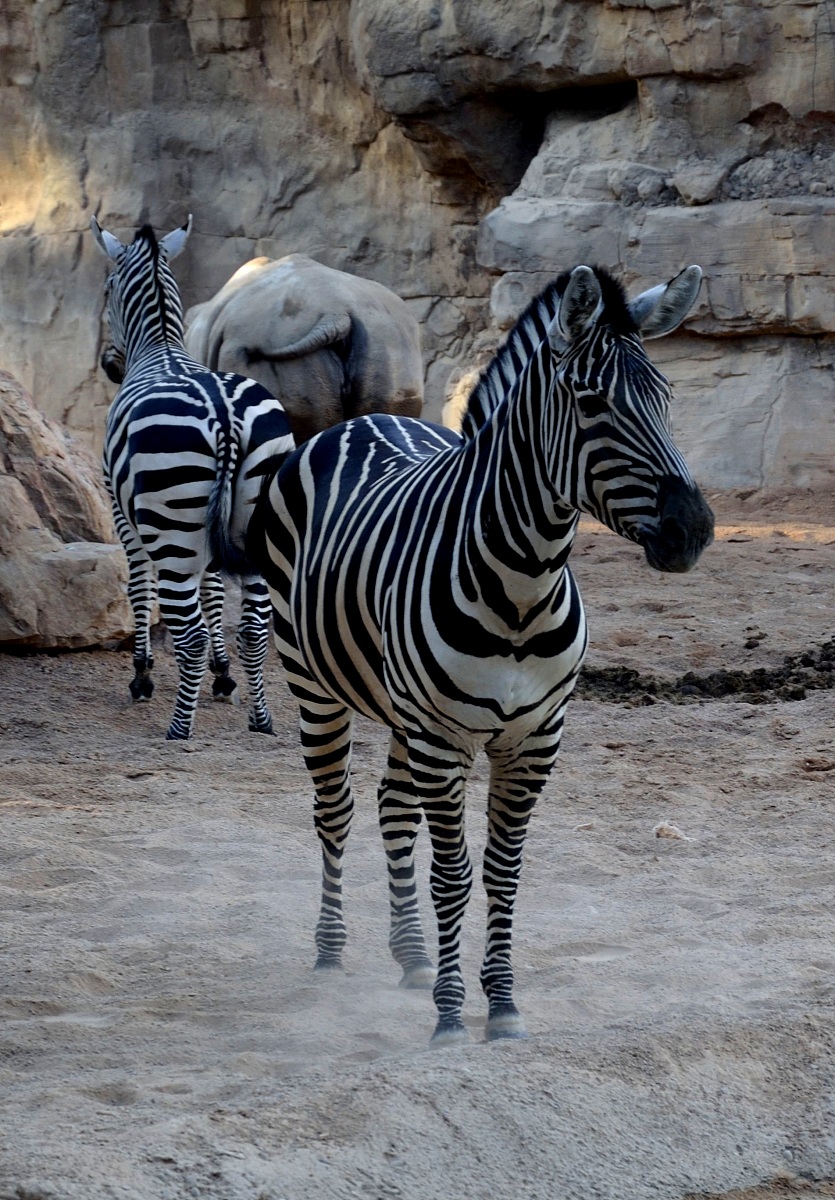 Sederi a Specchio di Zebre