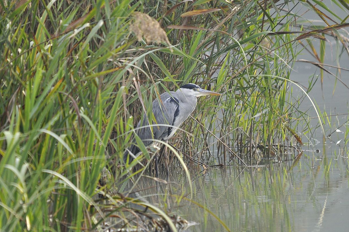 Grey Heron