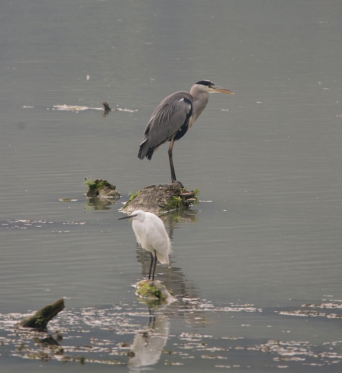 Grey Heron