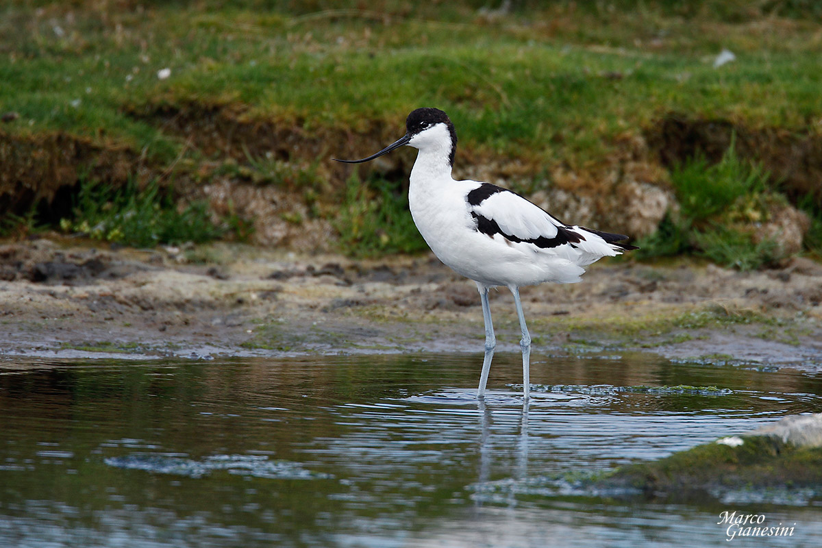 Avocet