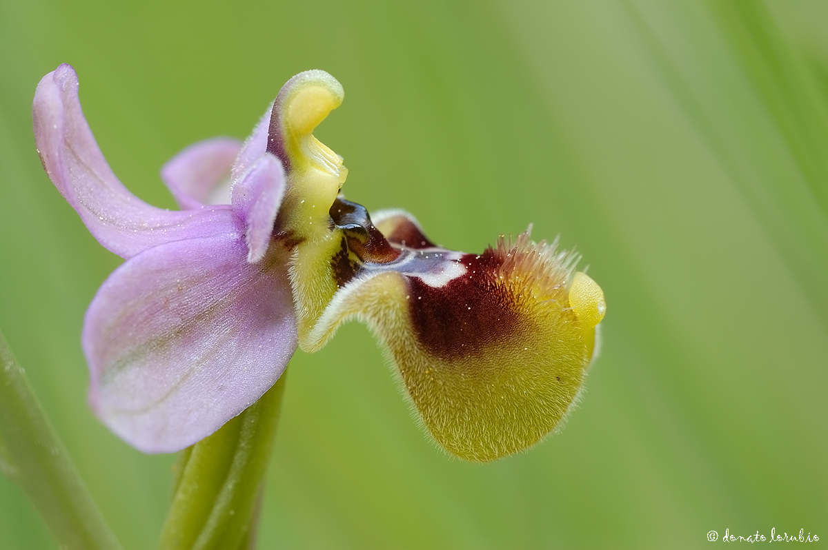 Ophrys tenthredinifera