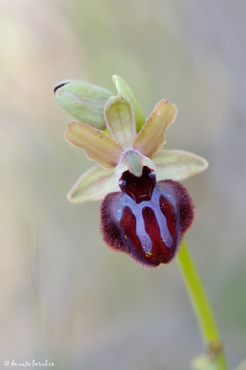 Ophrys passionis