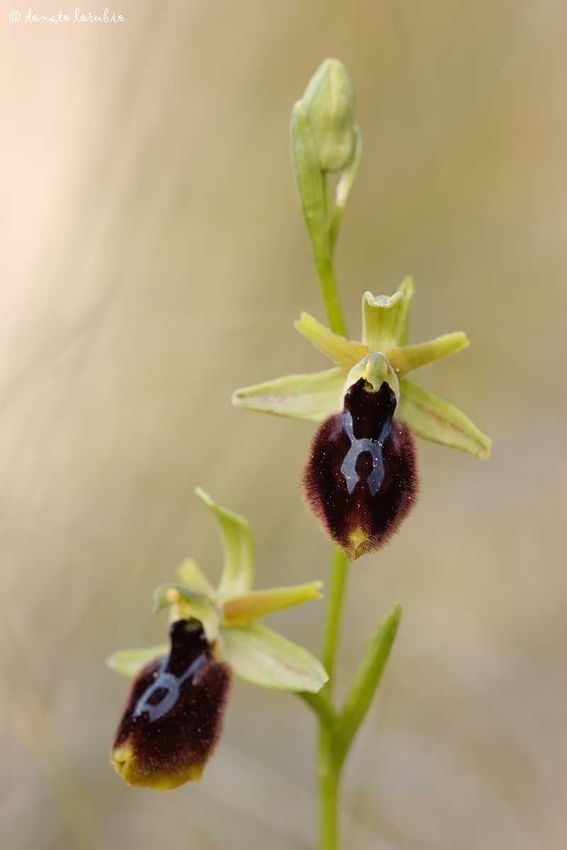 Ophrys tarentina