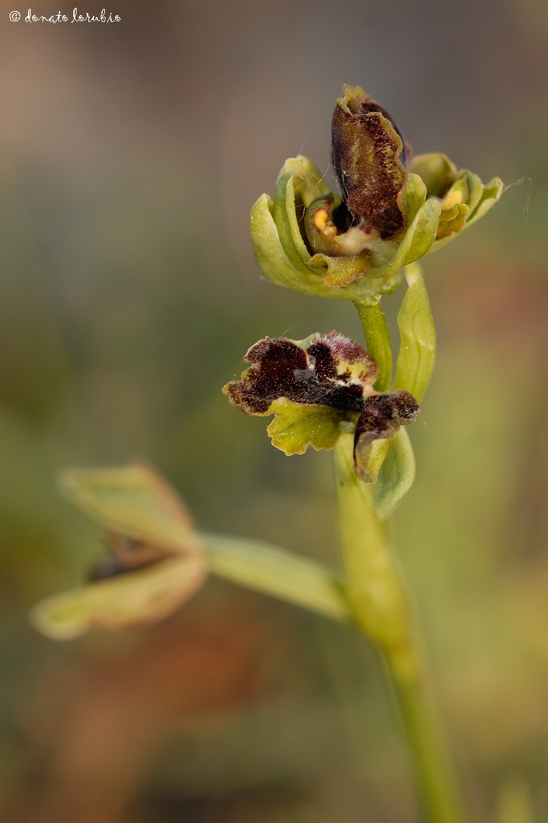 lusus of Ophrys passionis