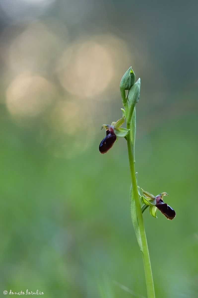 Ophrys passionis