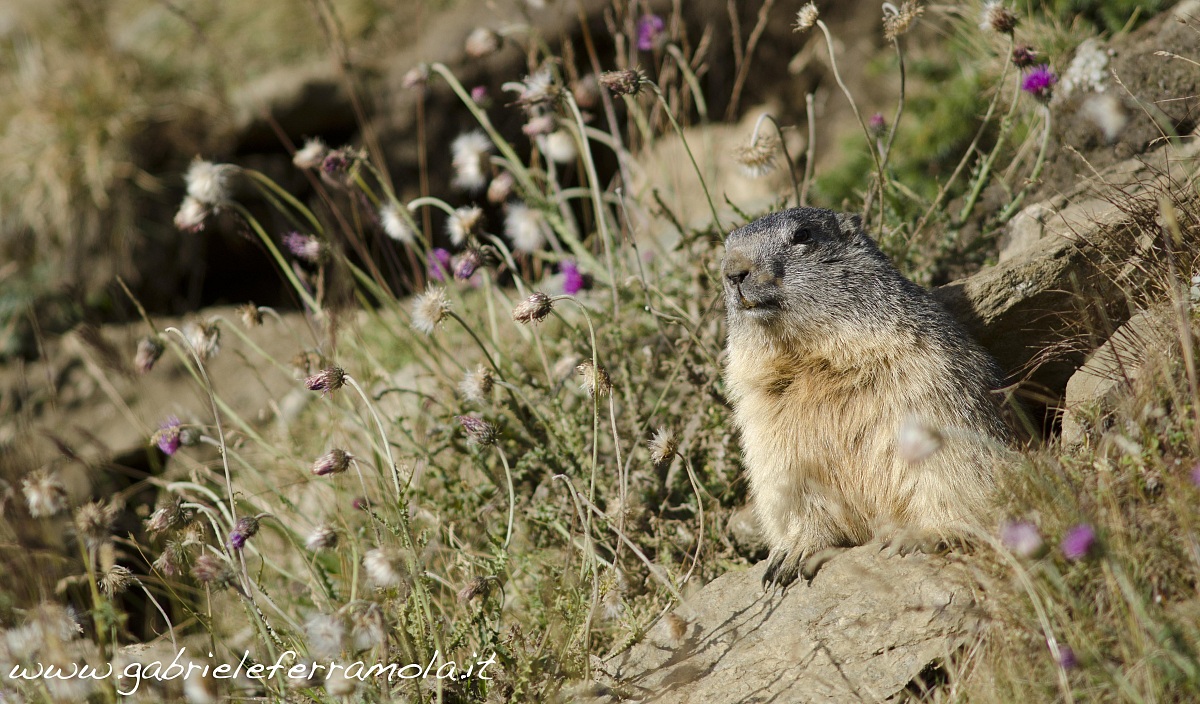 marmotta