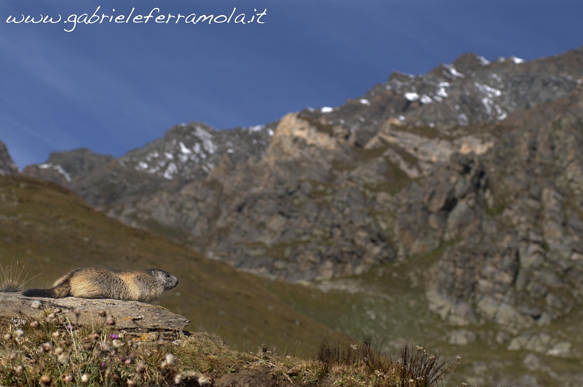marmotta2