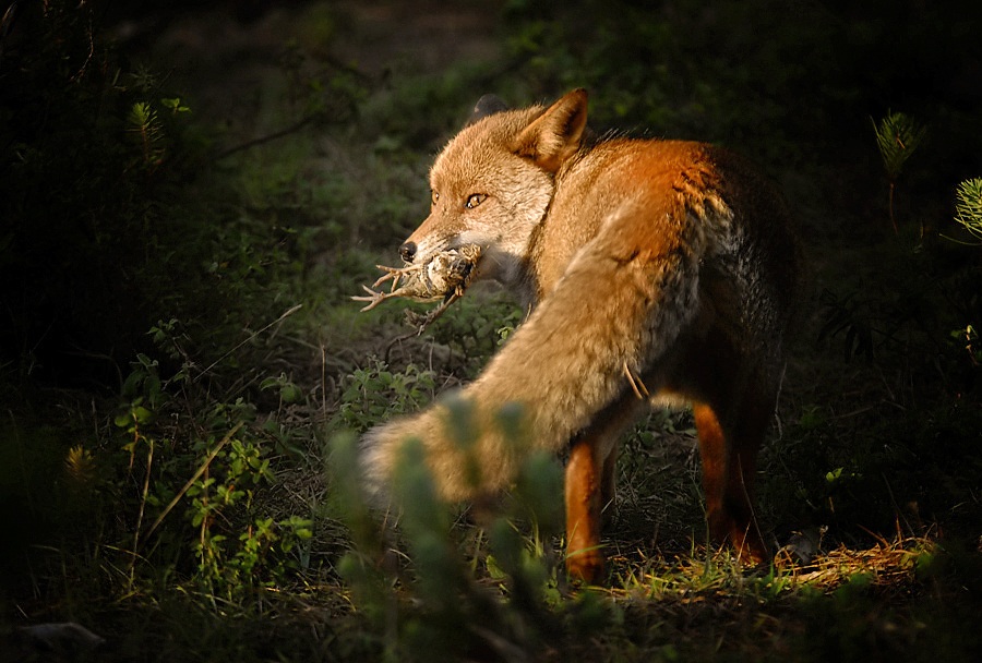 Volpe con preda