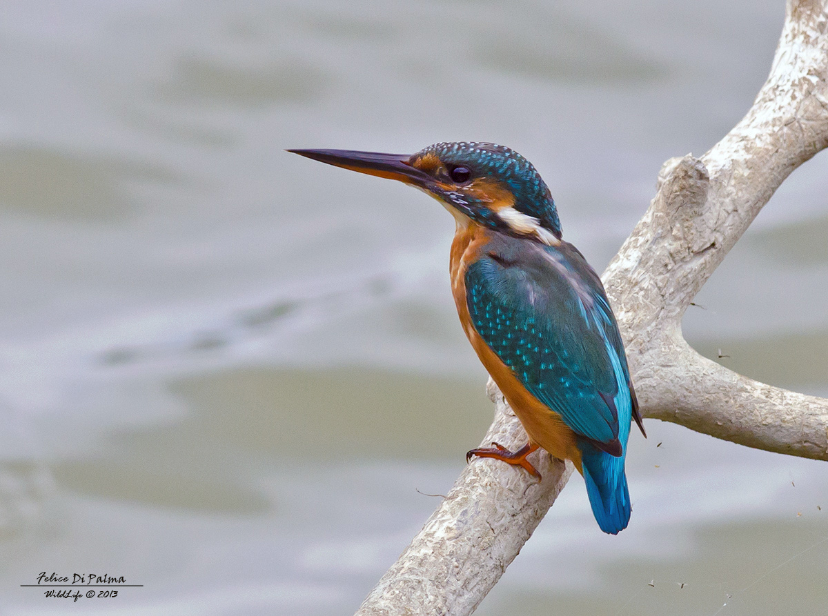 Kingfisher