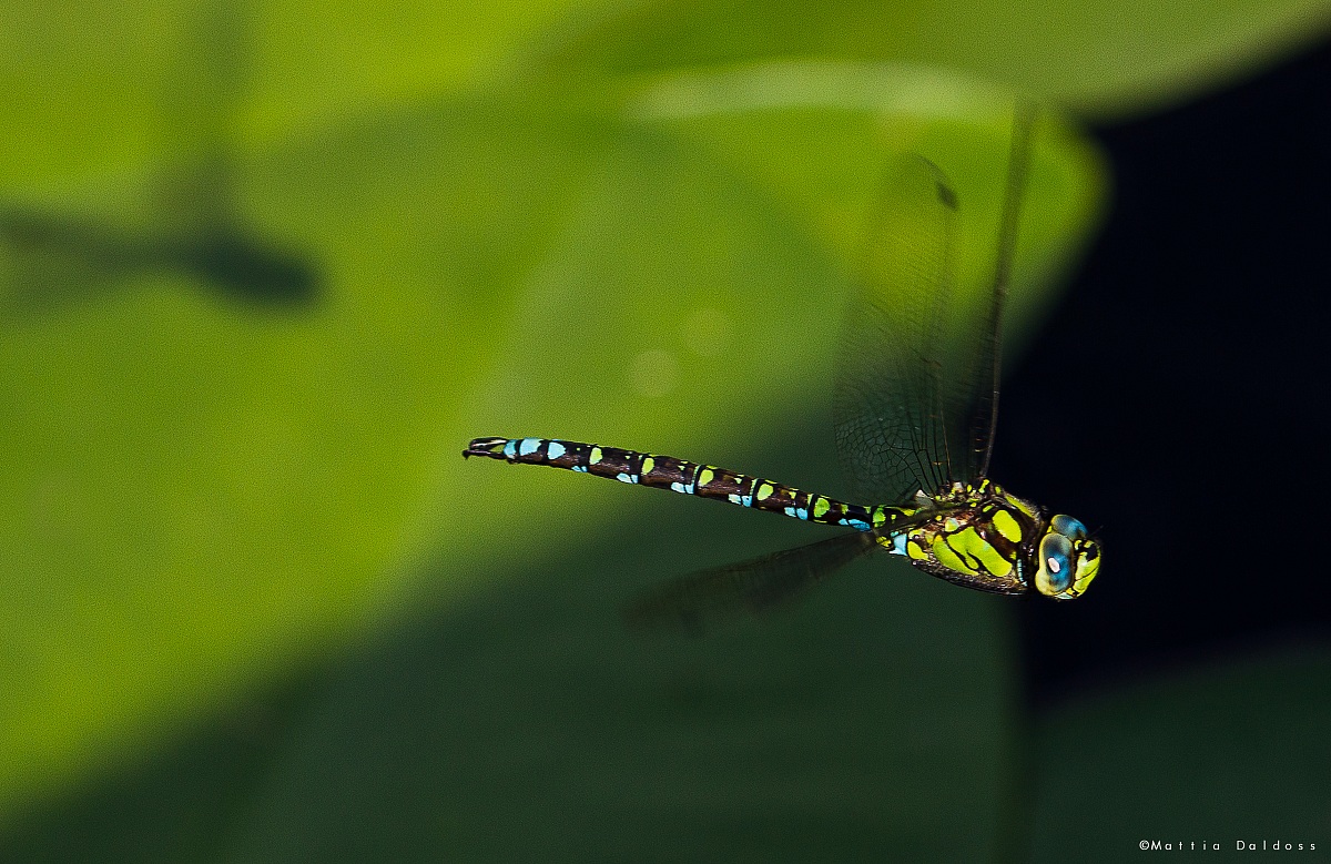 Dragonfly in flight
