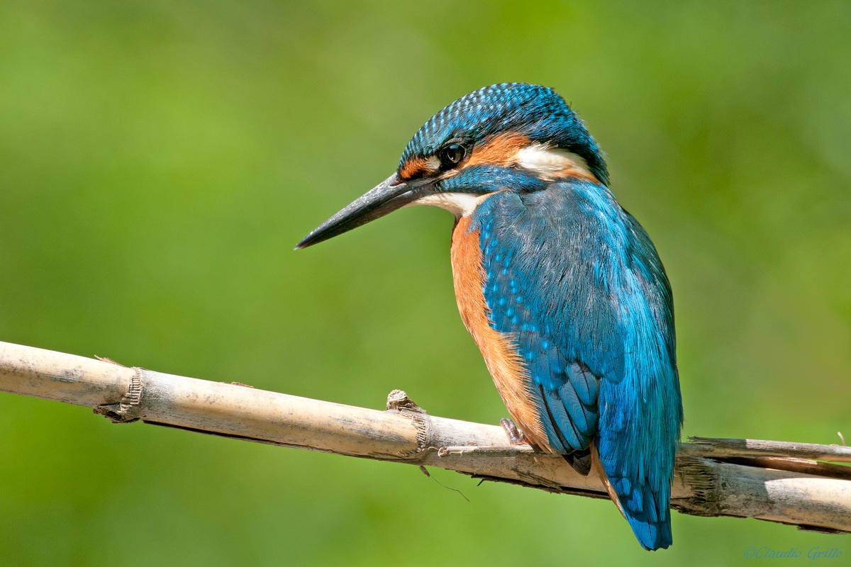 Kingfisher