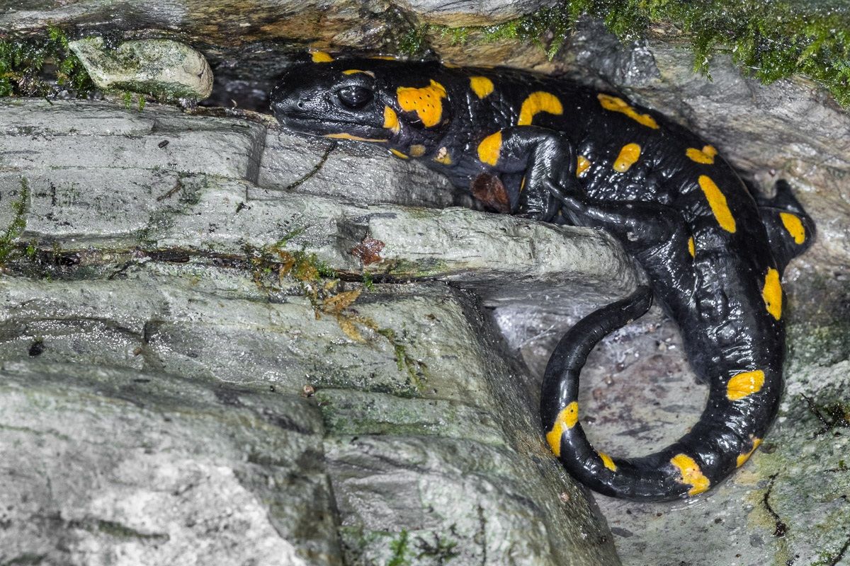 Salamandra pezzata...