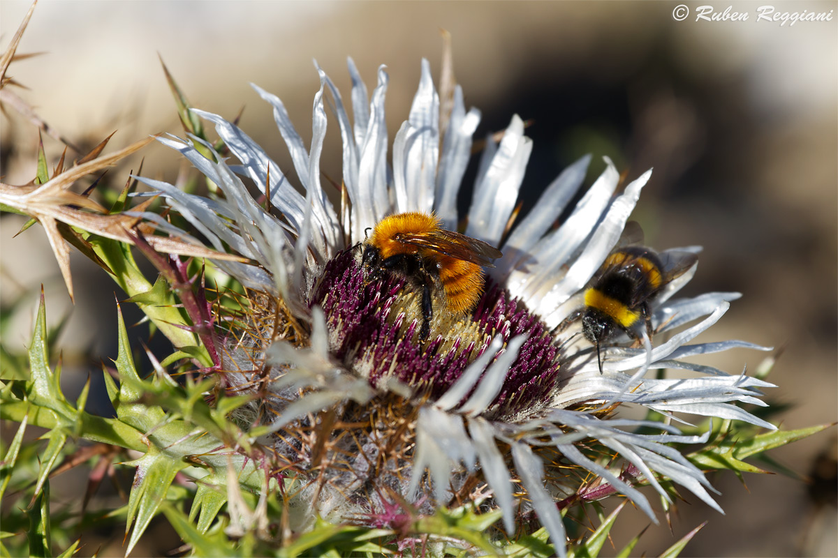 Bumblebees at breakfast