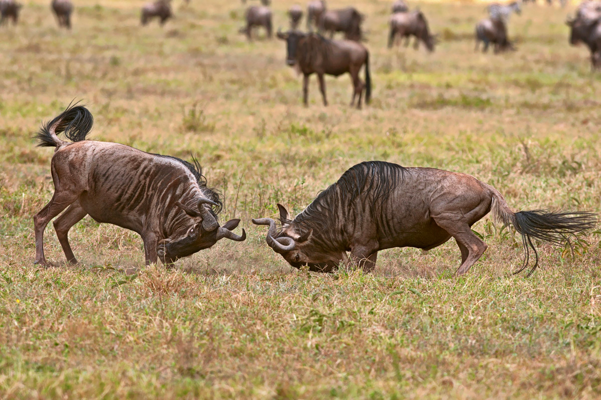 Clash of the Wildebeest