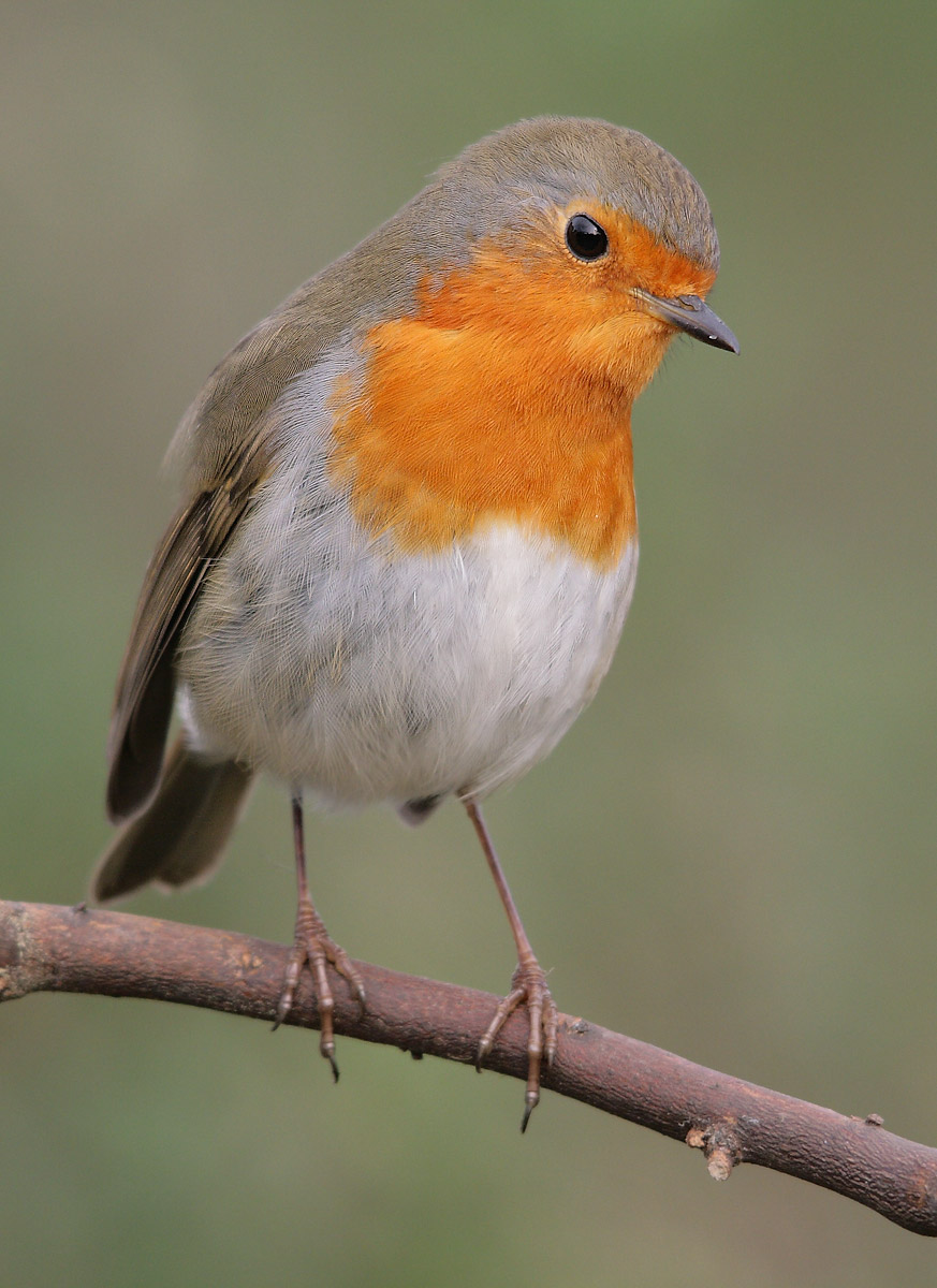 redbreast
