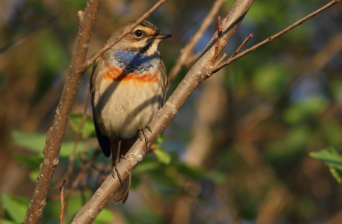 Bluethroat