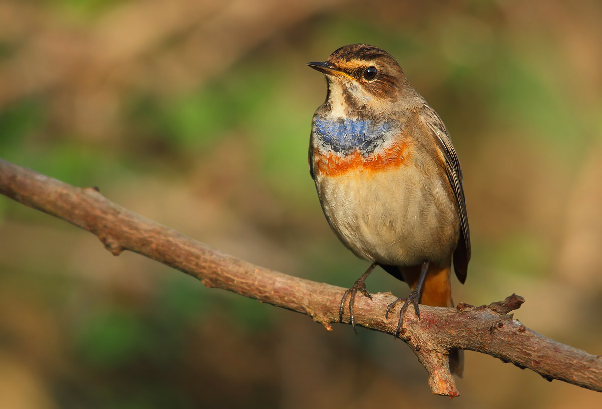 Bluethroat