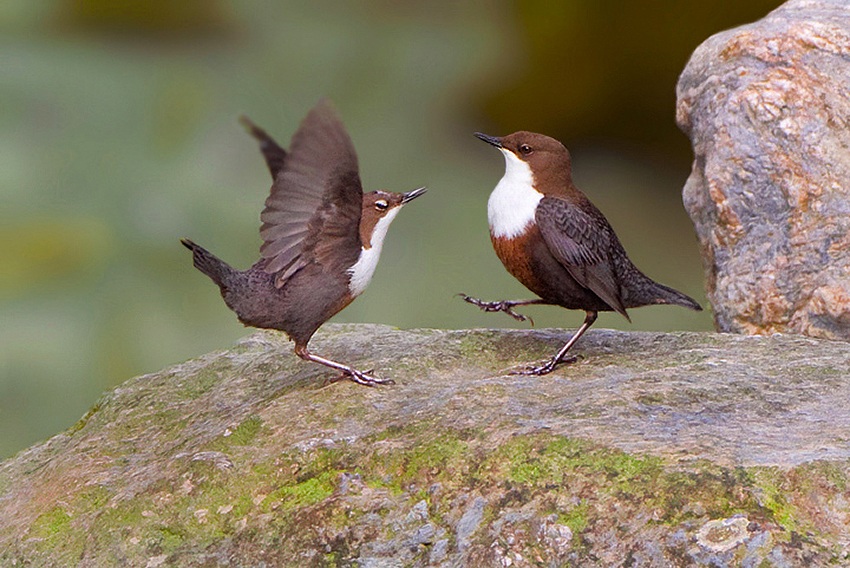 Danza di corteggiamento