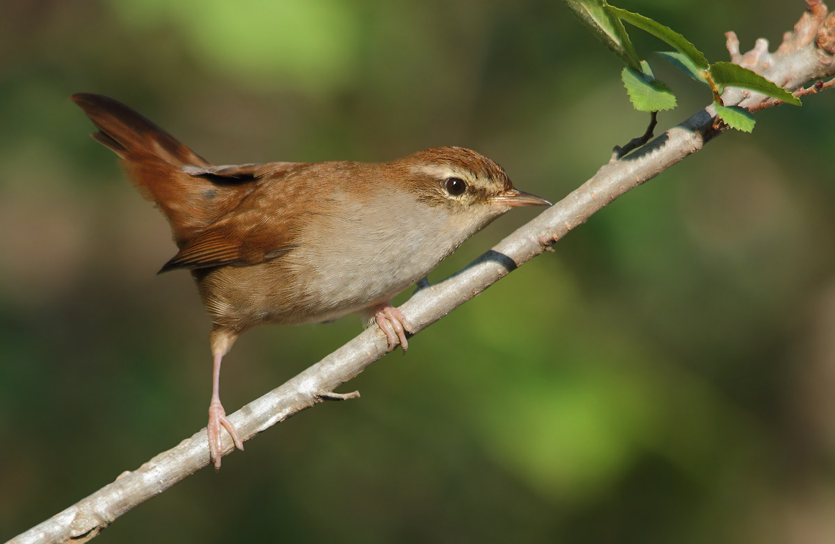 Cetti's Warbler
