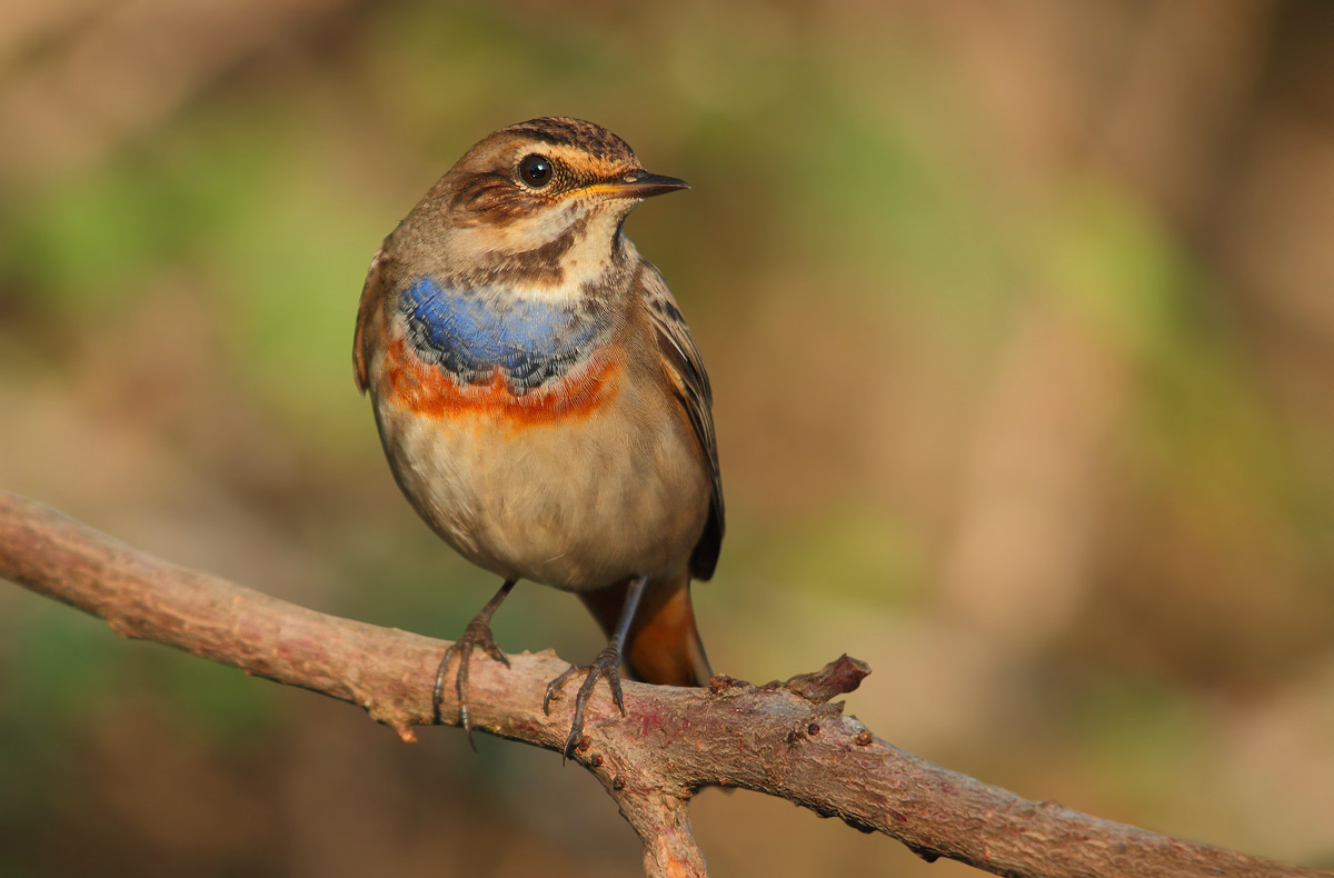 Bluethroat