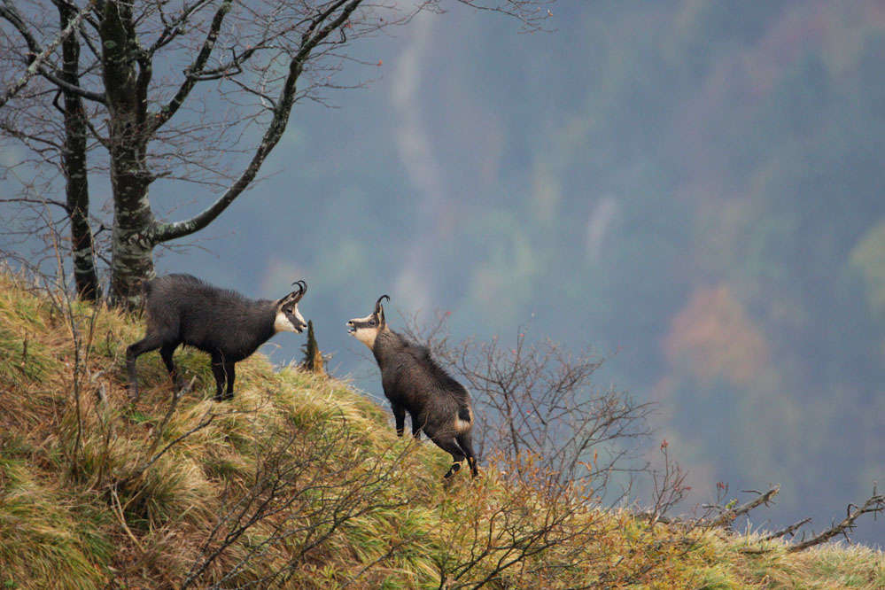 Chamois in Love
