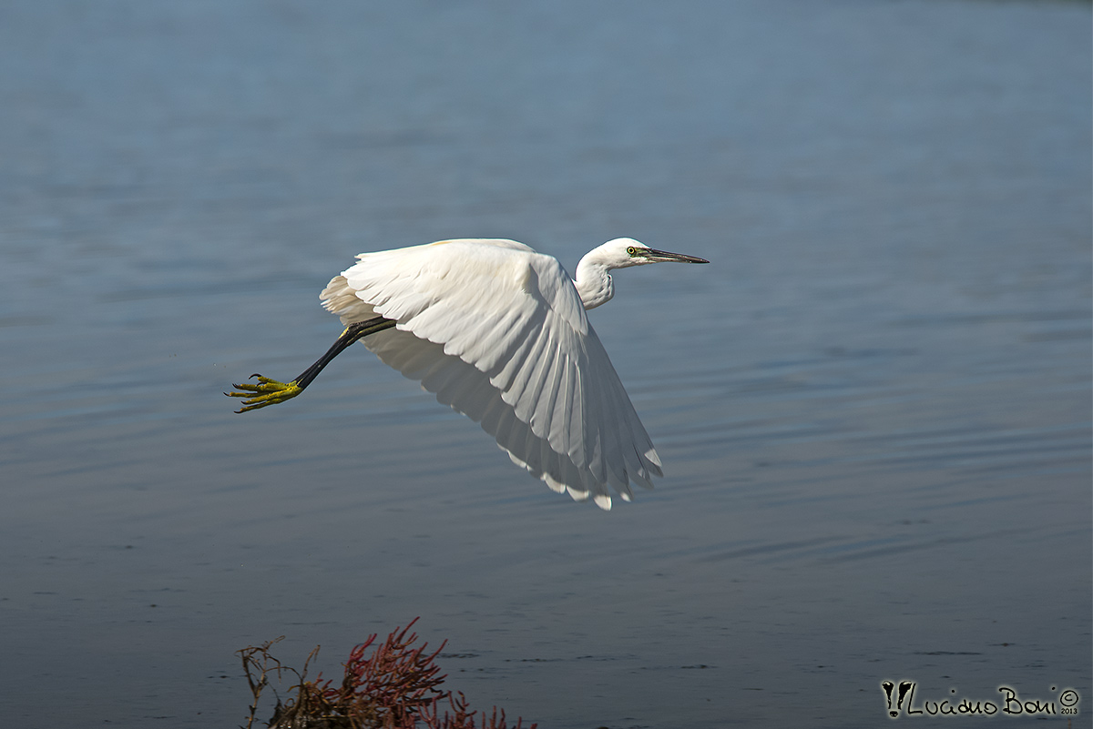 Egret