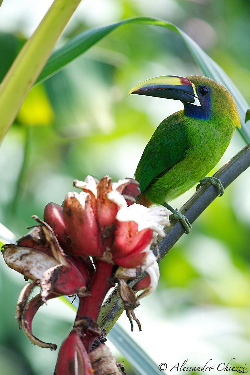 Toucanet emerald