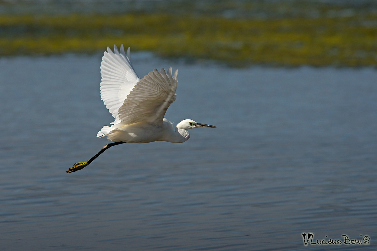 Egret