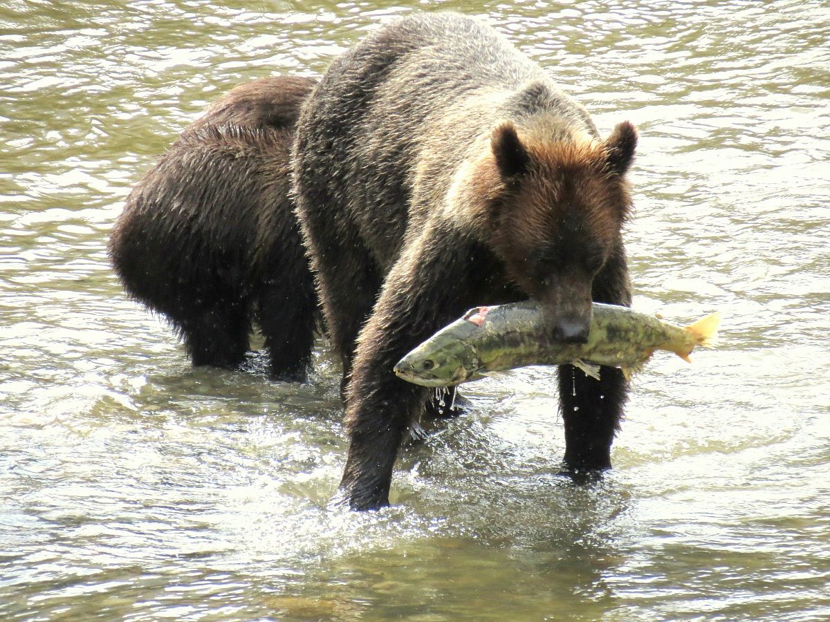 salmon for breakfast