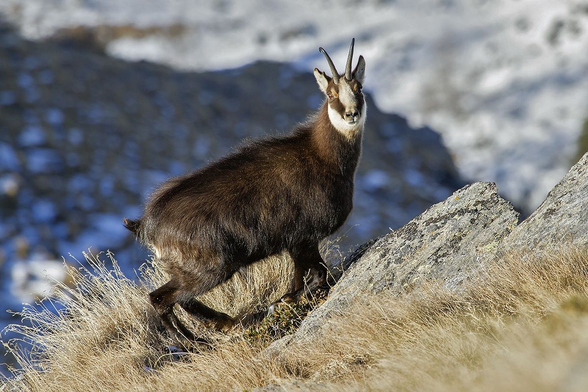 pns suede upper Valcamonica