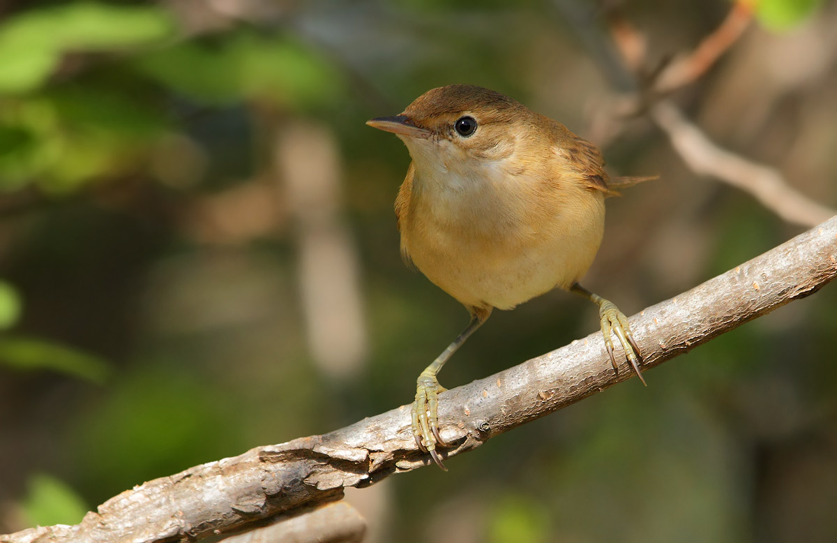reed warbler