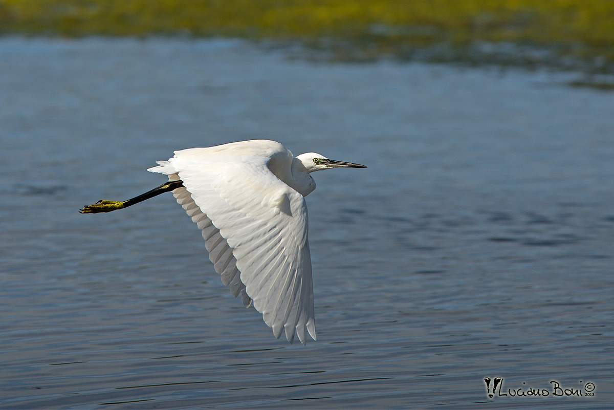 Egret