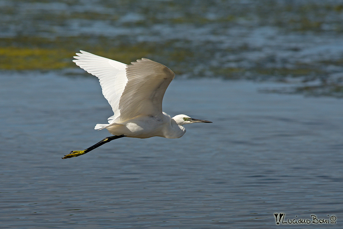 Egret
