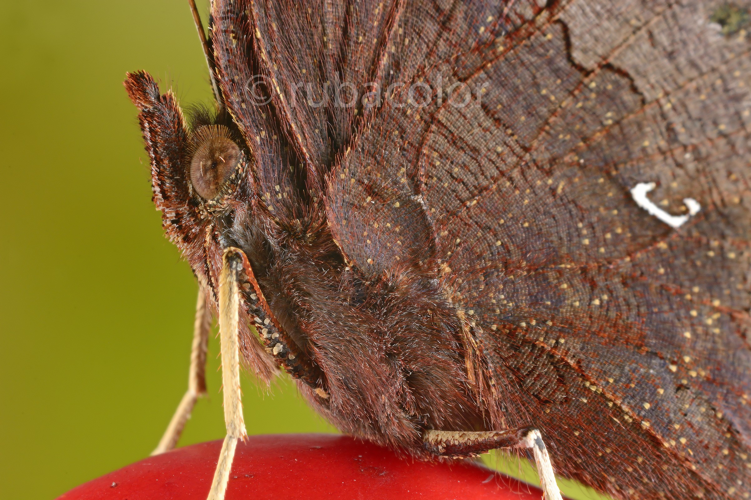 Details of the C Poligonia album