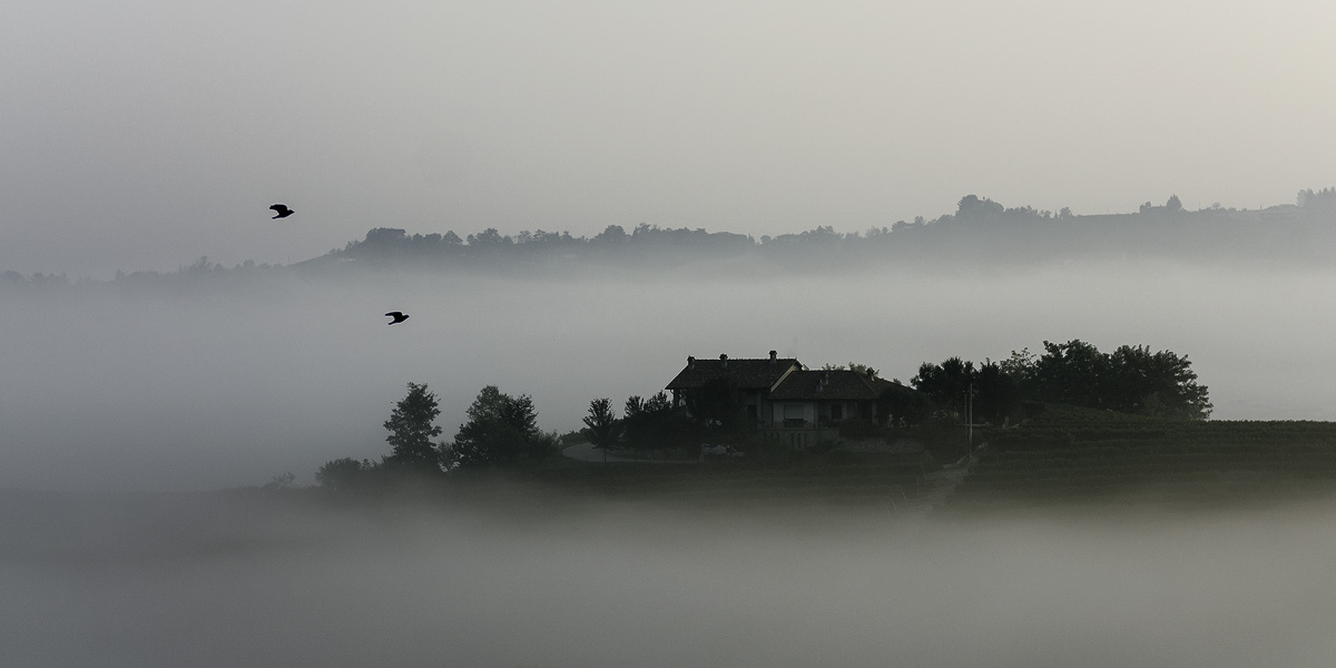 Flying in the morning mist