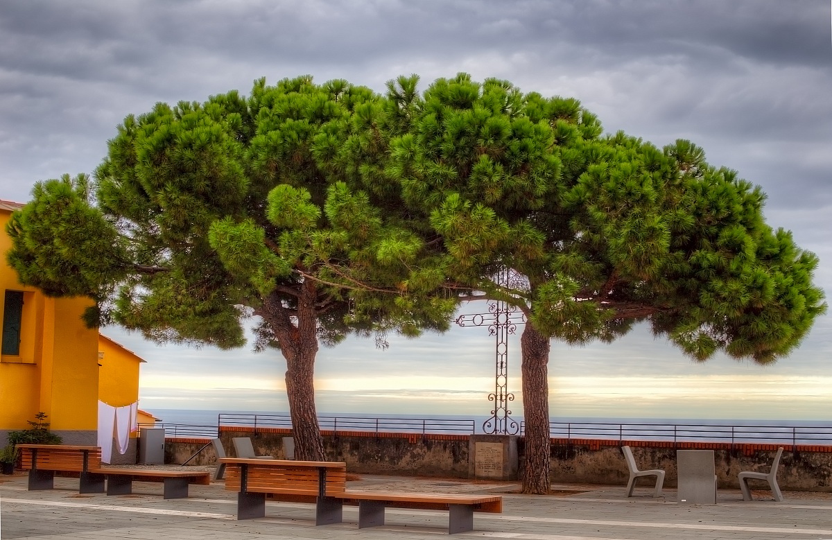 Pini marittimi - Imperia Porto Maurizio