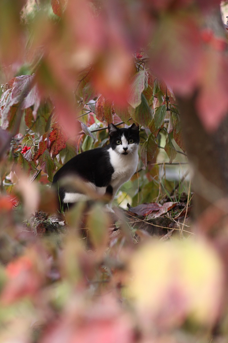 Il pericolo si cela tra l'erba...
