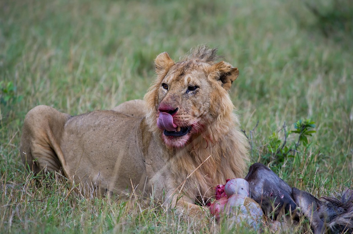 Il leone ha gradito il pasto