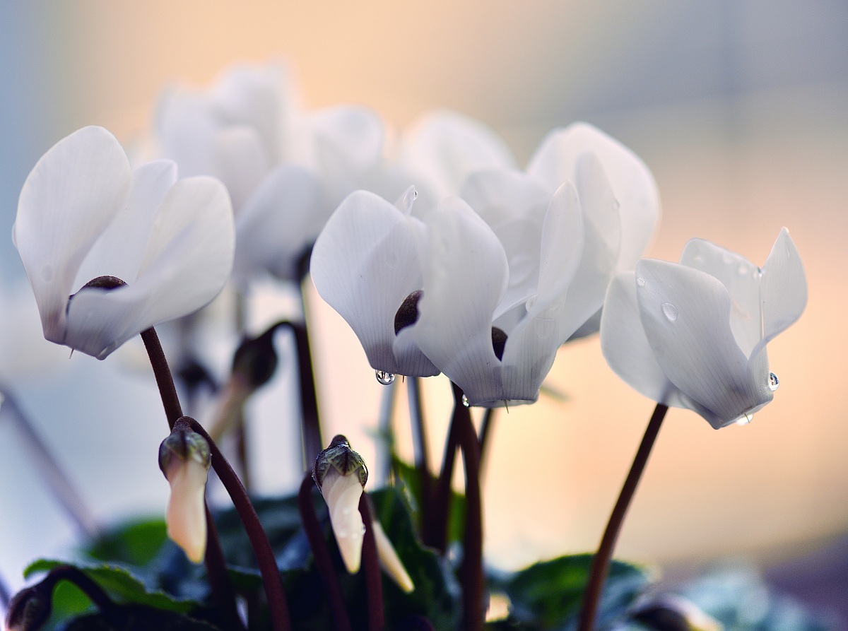 The softness of a color ...