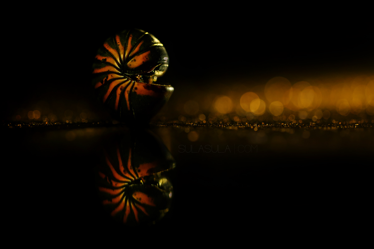 Giant Pill Millipede | Borneo